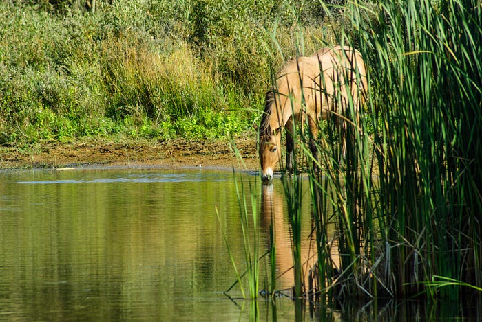 Campaign Engagement: Leading a Horse to Water | by Christina | in ILLUMINATION